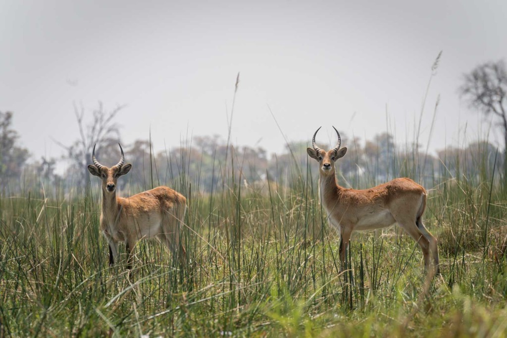 A pair of red lechwe gaze back at their audience from the Delta reed beds