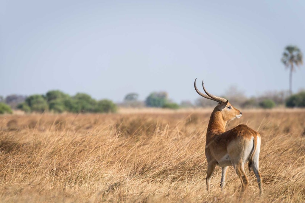 One male red lechwe looks into the distance in the Delta