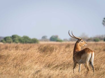 The red lechwe is a water-loving antelope, uniquely adapted to living in wetland areas like the Okavango Delta. Their powerful hind legs and thick, oily fur makes them especially adapted to leaping through water and marshy areas. At Xobega Island Camp, a herd of red lechwe was seen grazing near the muddy puddles of a […]