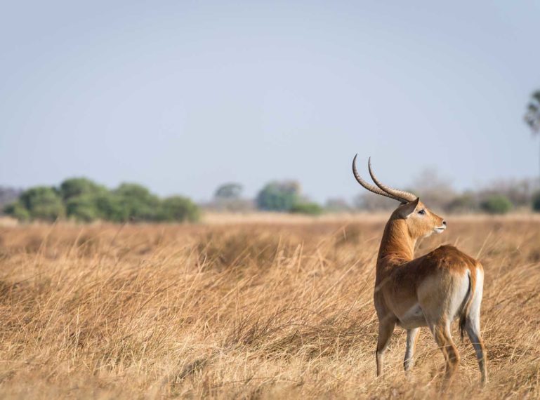 Okavango Delta’s Unique Red Lechwe Antelope