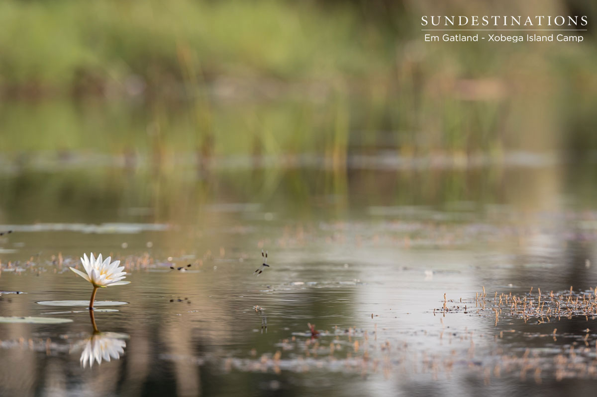 Water Lily in the Okavango Delta