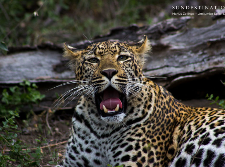 Marius Zeilinga’s Phenomenal Umkumbe Leopard Update