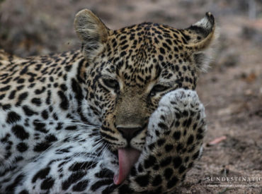 The ever graceful leopardess, Hlarulini, travelled from the south of Sabi Sand reserve and was spotted patrolling the traverse around Umkumbe Safari Lodge. The first sighting of Hlarulini was of her hoisting a stolen kill into a tree for safekeeping. The fresh kill was abandoned by White Dam and Hlarulini, being an opportunistic leopard, hoisted the meaty impala into […]