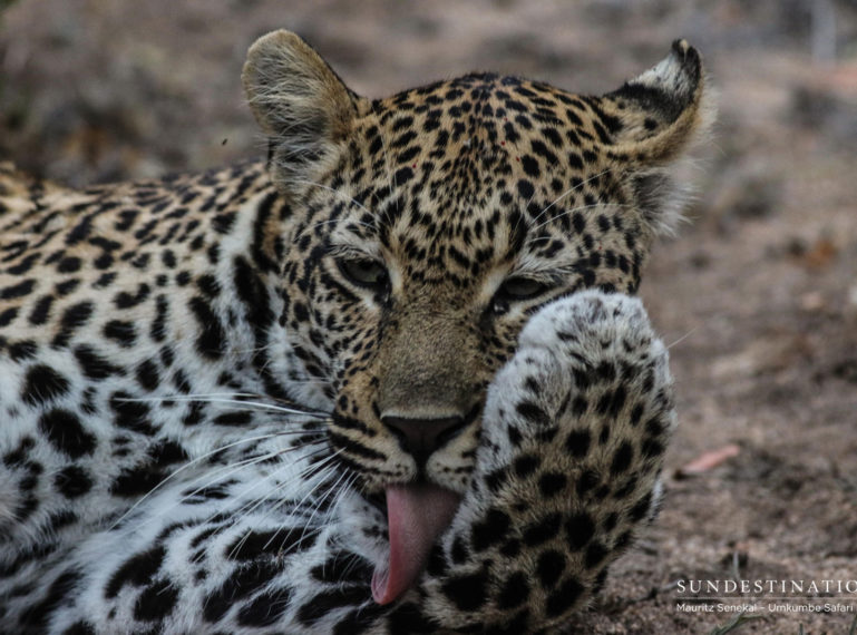 Portraits of Umkumbe’s Leopardess Hlarulini