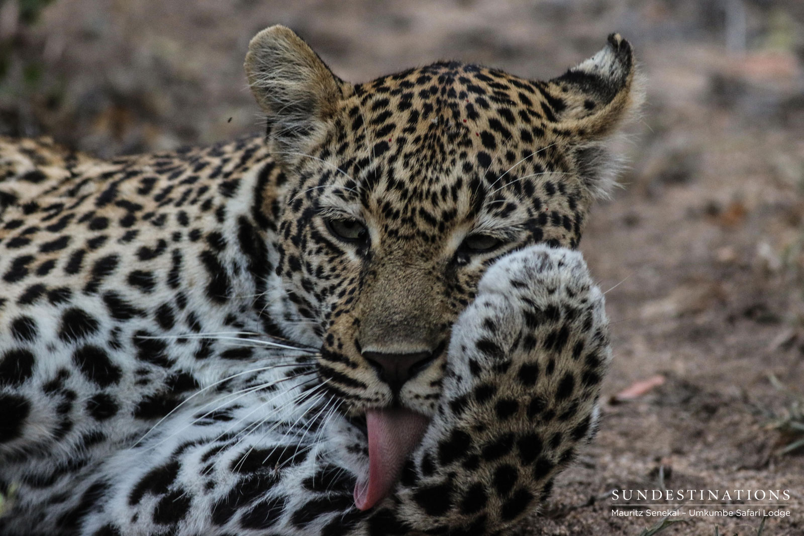 Hlarulini Leopard Big Cat