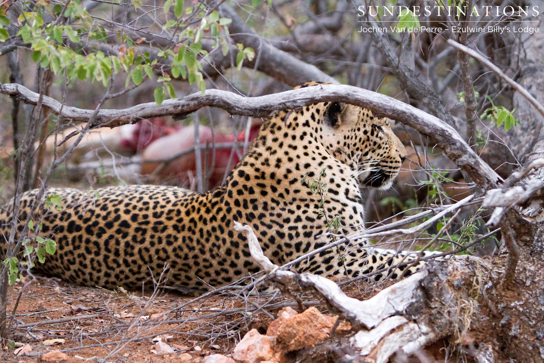 Chavaluthu Leopard