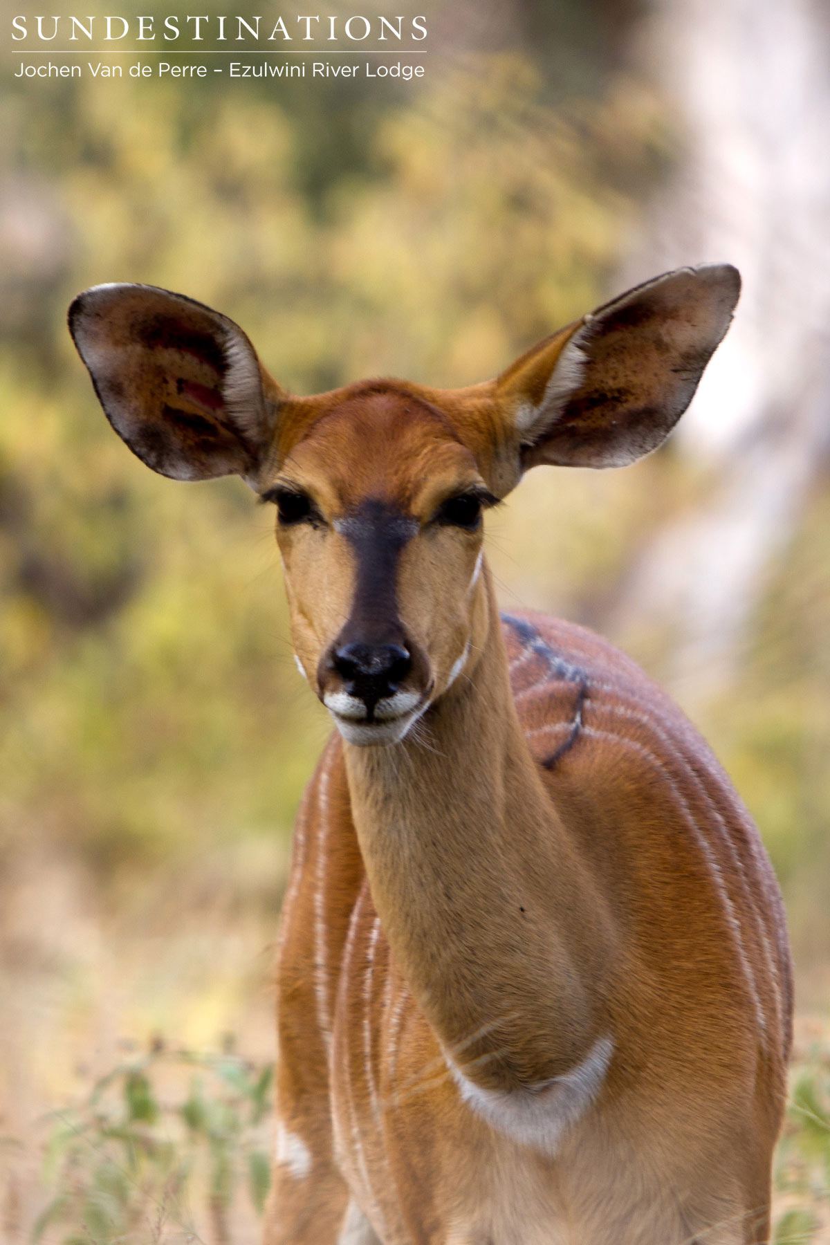 Nyala Female Antelope