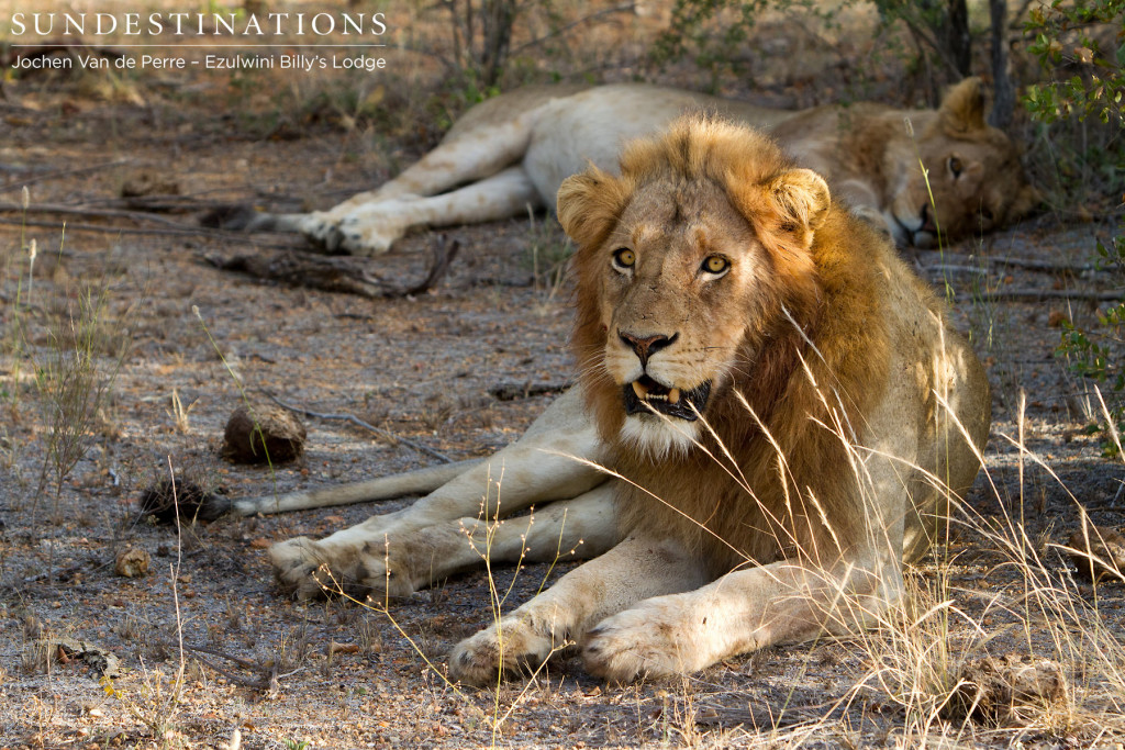 Blonde male that was 'adopted' by Mohlabetsi male  when he first took over