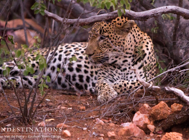 Part 1: Ezulwini’s Favourite Leopard Makes a Kill