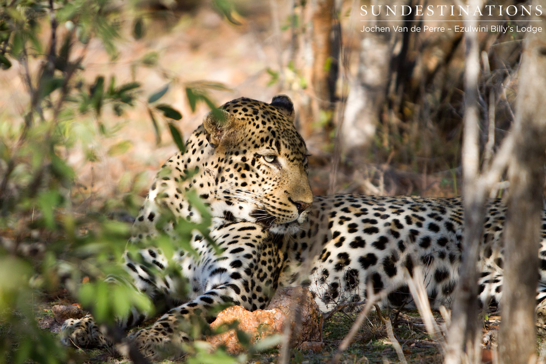 Chavaluthu - Balule Leopards