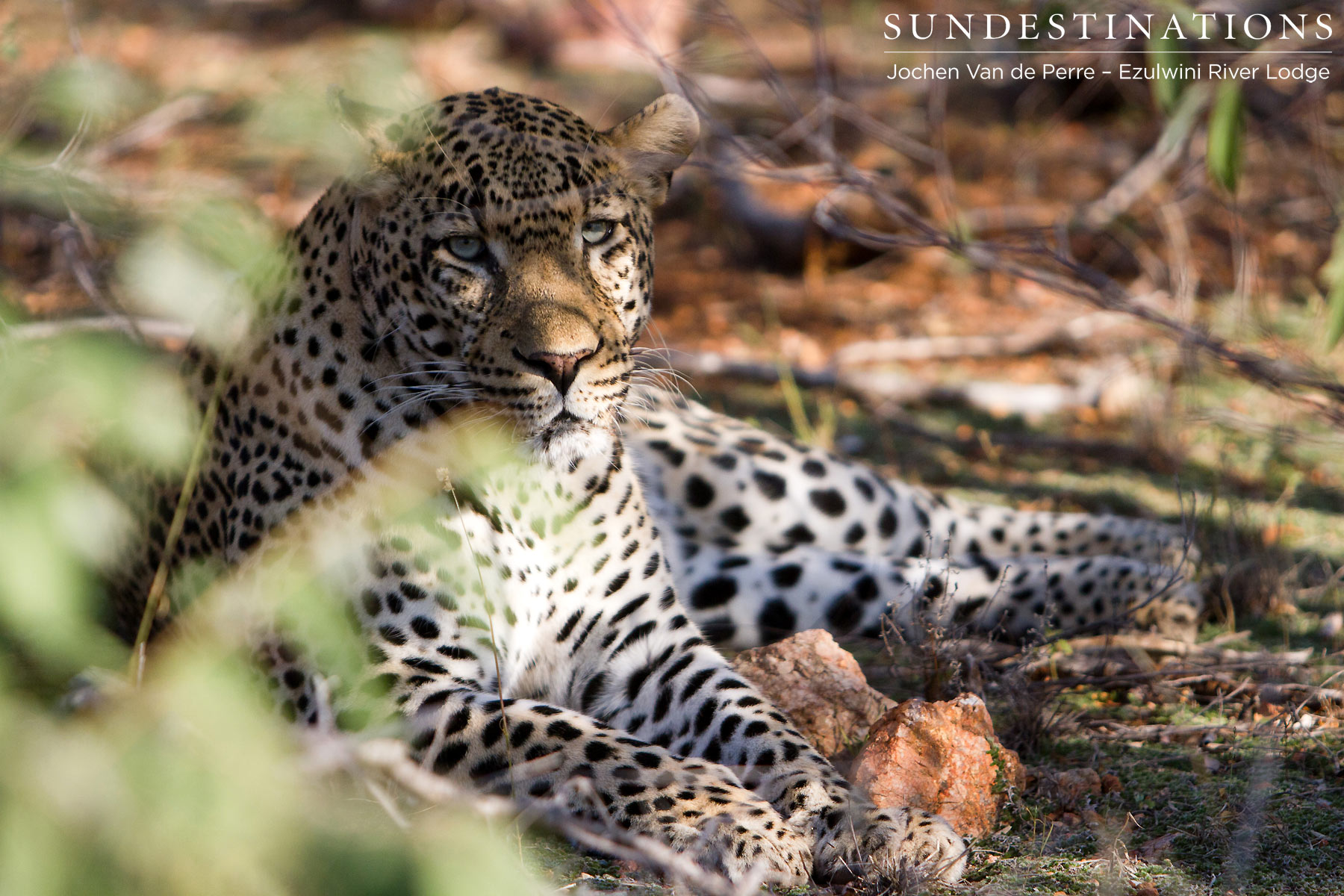 Leopard at Ezulwini