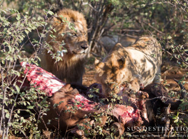 One of the many active lion prides in the prestigious Kruger territory, the Balule Nature Reserve, is the Mohlabetsi Pride. In an area where lions are prowling in every nook and cranny, the Mohlabetsi Pride is the largest at 17 members, plus a coalition of 4 males that dominates that pride (among others). Guests at […]