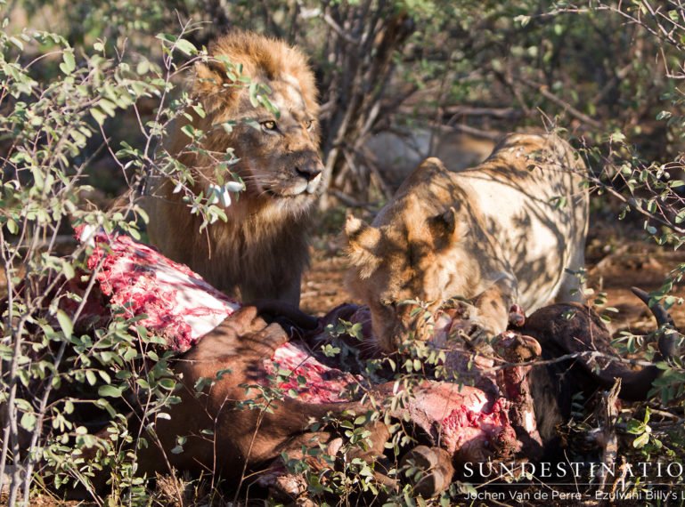 Mohlabetsi Pride Tucks into Buffalo Kill