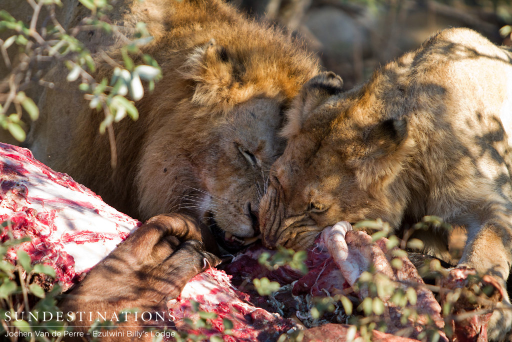 Pride males feeding together