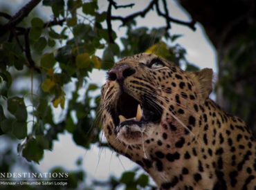 Umkumbe Safari Lodge, Sabi Sand, Greater Kruger Park It’s been another week for the books with remarkable leopard activity, dust bathing elephants and impressive antelope to take our breath away. Take a look at the latest on the newcomers if you missed it this week: Africa on Foot, Klaserie Private Nature Reserve, Greater Kruger Park […]