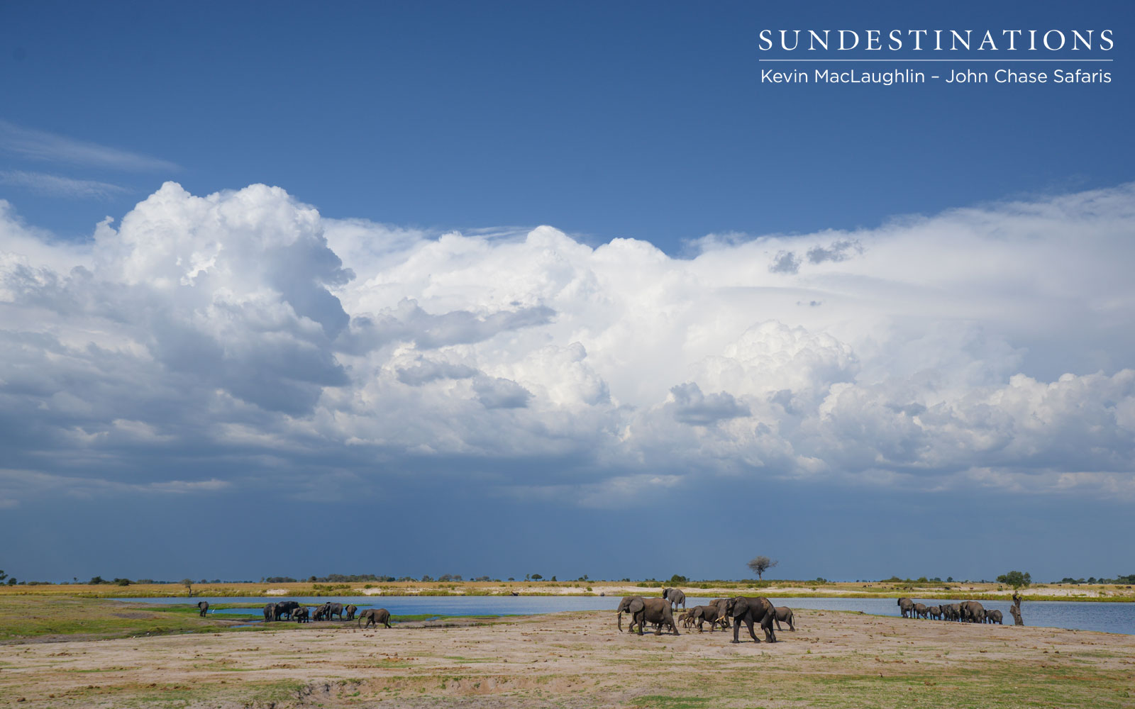 Elephant Herds Botswana