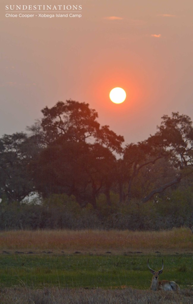 A male red lechwe settles down in the sunset