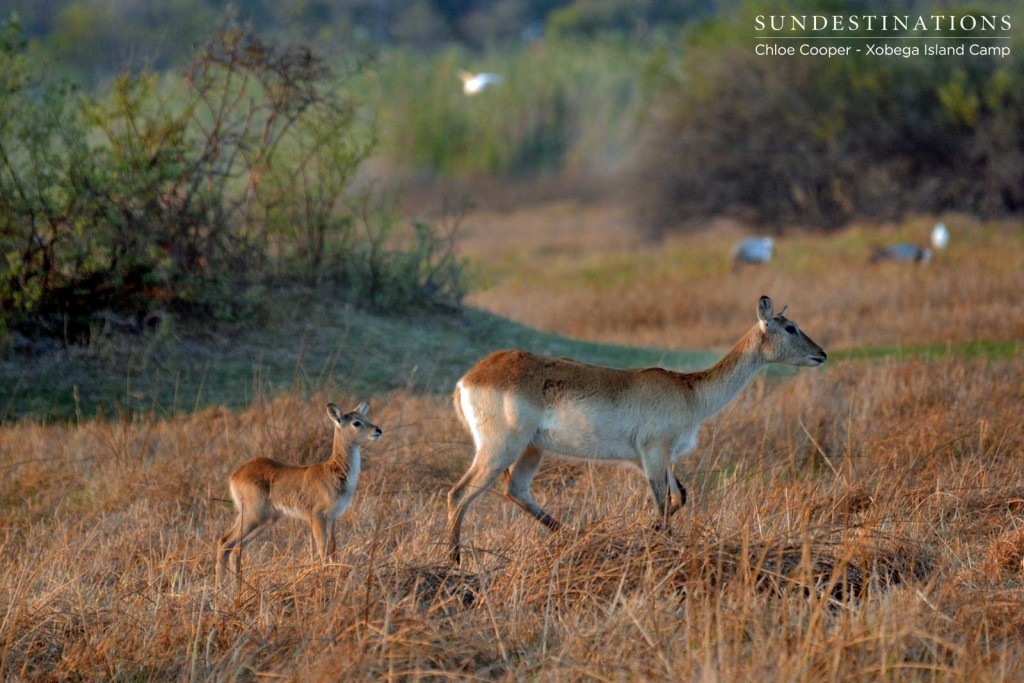 A red lechwe female and her youngster