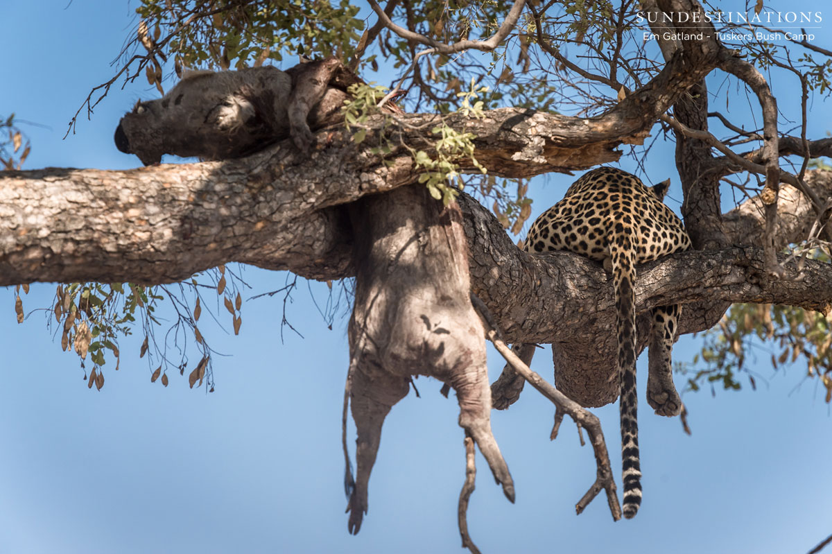 Leopard with Warthog Kill