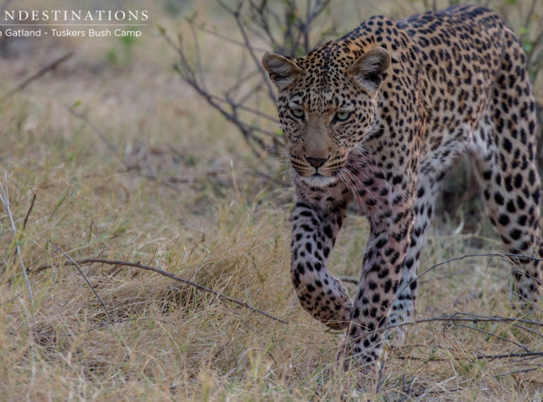 Leopard with Kill in Moremi Game Reserve