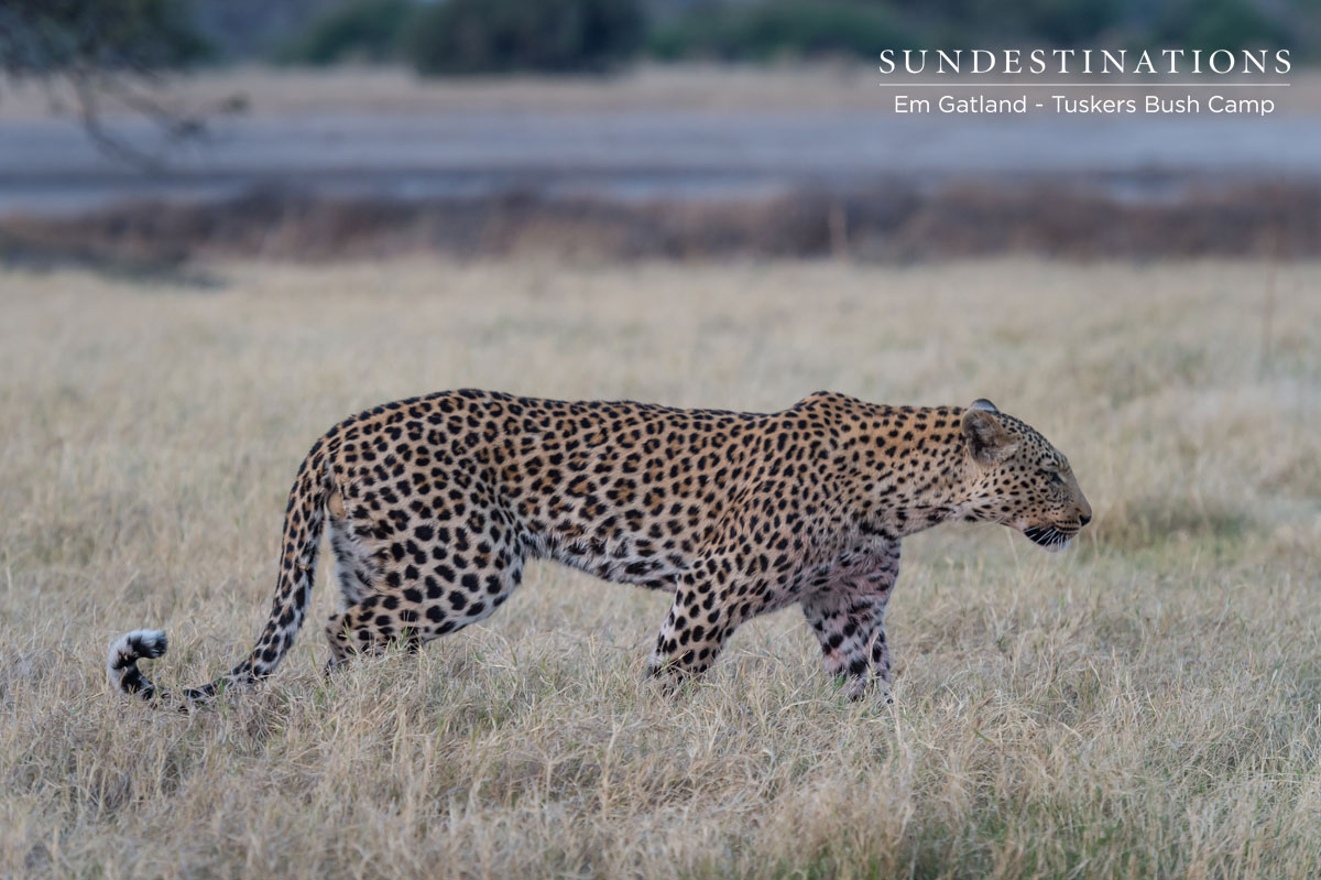 Leopard Patrolling Area