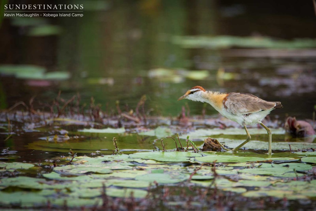 Lesser jacana walking on the Delta lily pads