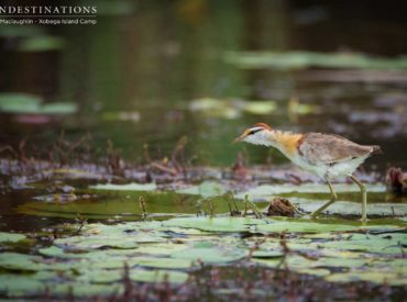 Many avid birders will tell you about their favourite places for bird watching, where to find certain species, what time of year to go to which destination, and the moments they’ve spotted ‘lifers’. Most birders will tell you that the Okavango Delta is one of the best locations for birding in Southern Africa. Botswana’s treasured […]