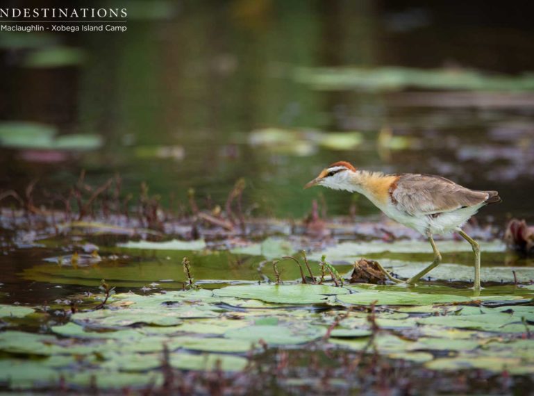 Delta Birding Safari at Xobega Island Camp