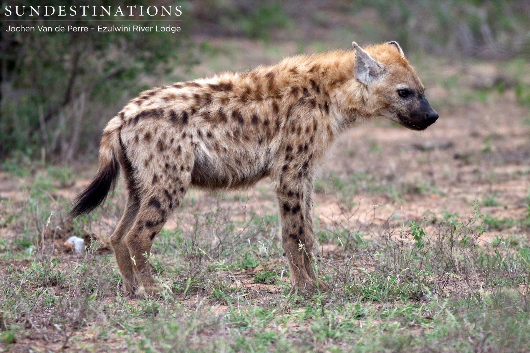 Ezulwini Hyena
