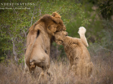 Welcome to part two in the Mabande male lion saga  – this time, things have heated up and excitement is mounting. The Mabande male, who we’ve recently introduced to our guests, is certainly settling into the Klaserie way of life. His presence is having a trickle down effect on the resident lions on the Africa on Foot and […]