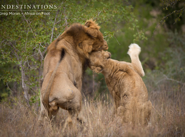 Update: Male Lion Mabande Mates with the Ross Lionesses!