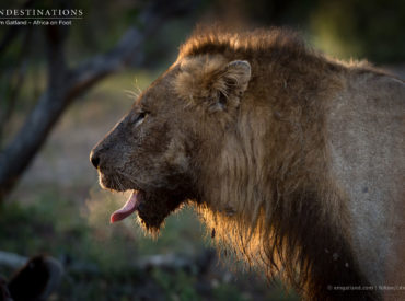 As the seasons have shifted, so have our lion pride dynamics.  Being based in an area sharing unfenced borders with the Timbavati Game Reserve and the Kruger National Park means plenty of scope for nomadic lions and lion prides to move around. Prides split, new males patrol territories, old males mate with rogue lionesses and […]