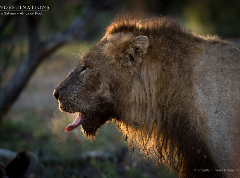 Klaserie Lion Catch-up: NEW Male Lion in Klaserie