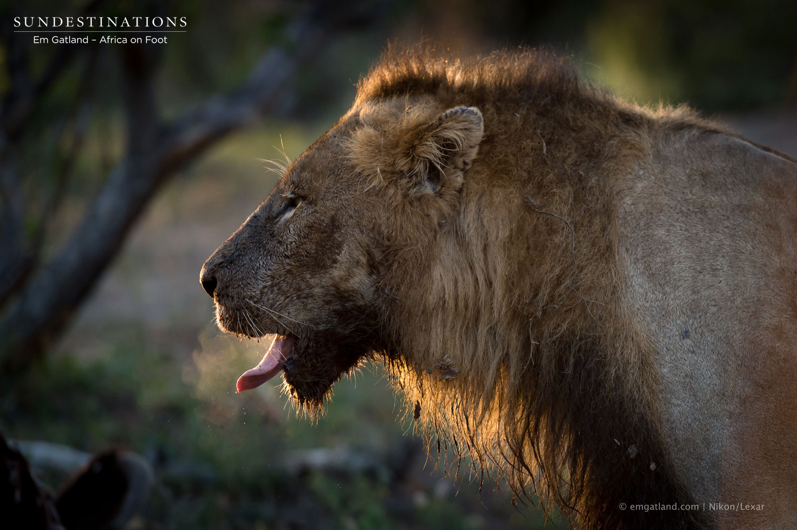 Mabende Male Lion