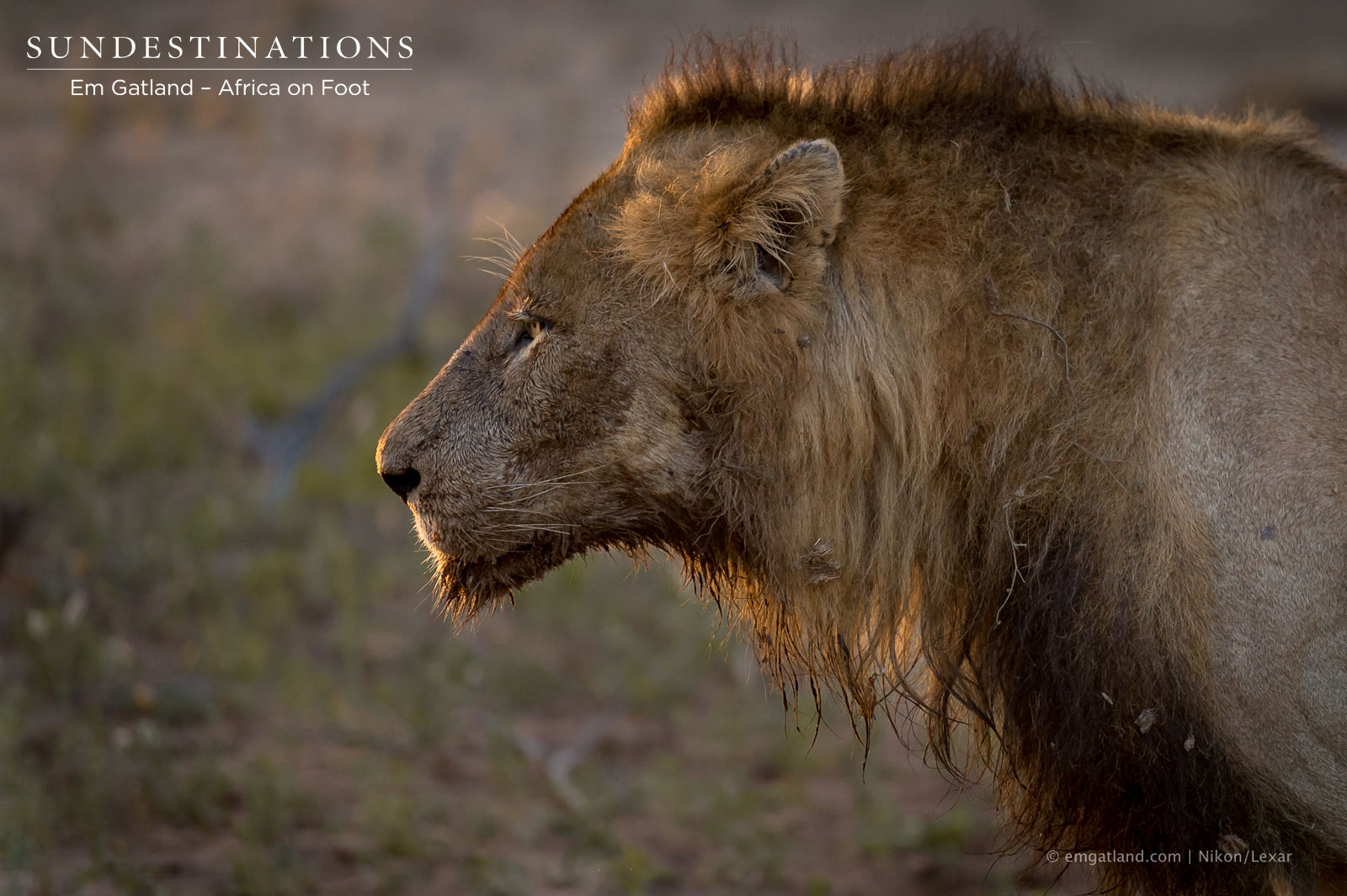 Klaserie Mabende Male Lion