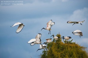 Sacred ibises taking off