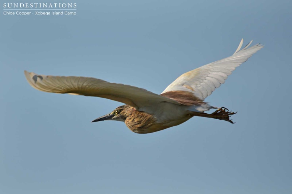 Squacco heron in flight