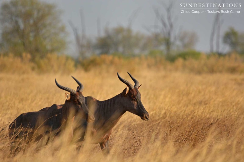 Tsessebe antelope make their way through the tall grass