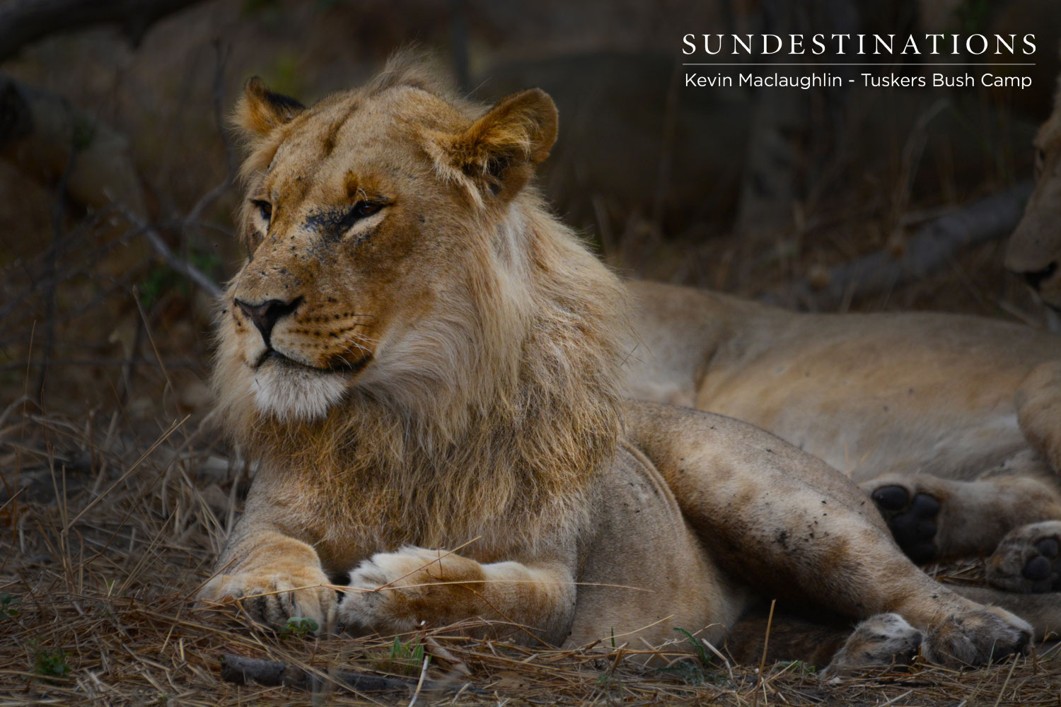 Sub-adult Male Lion