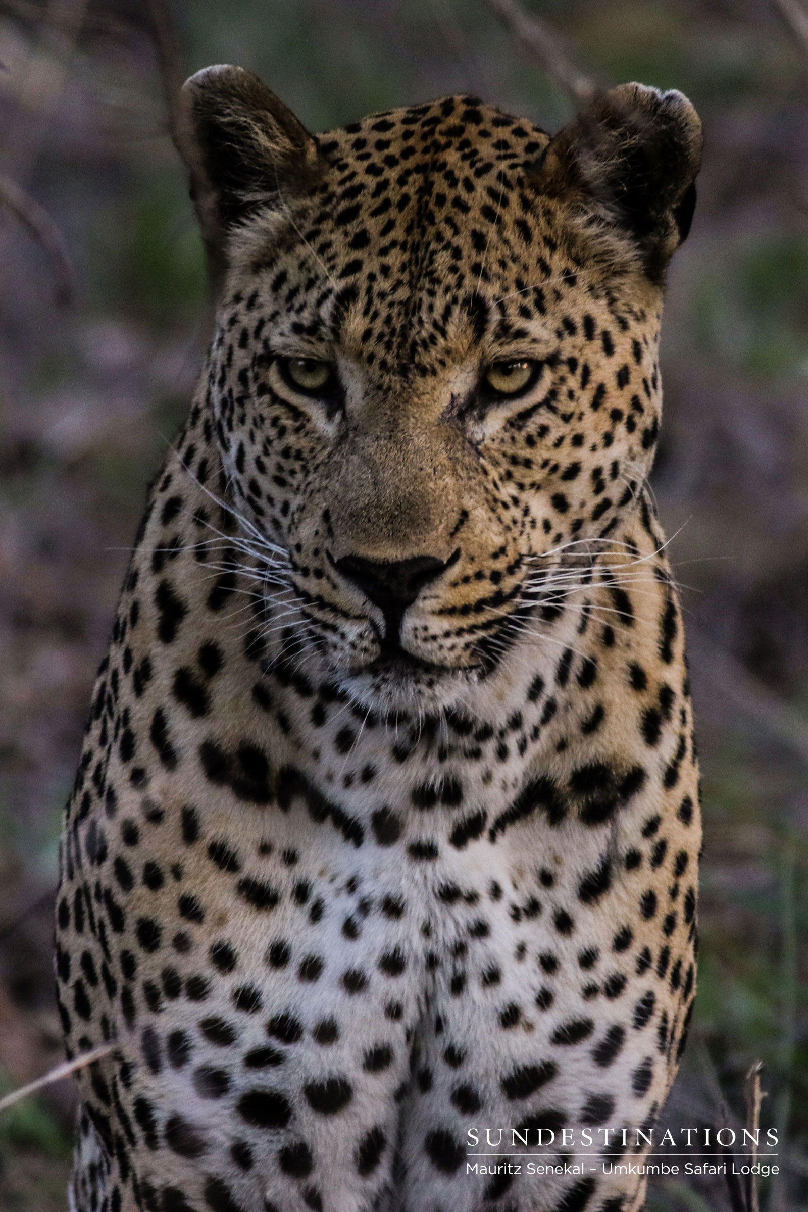 Mxabene Leopard