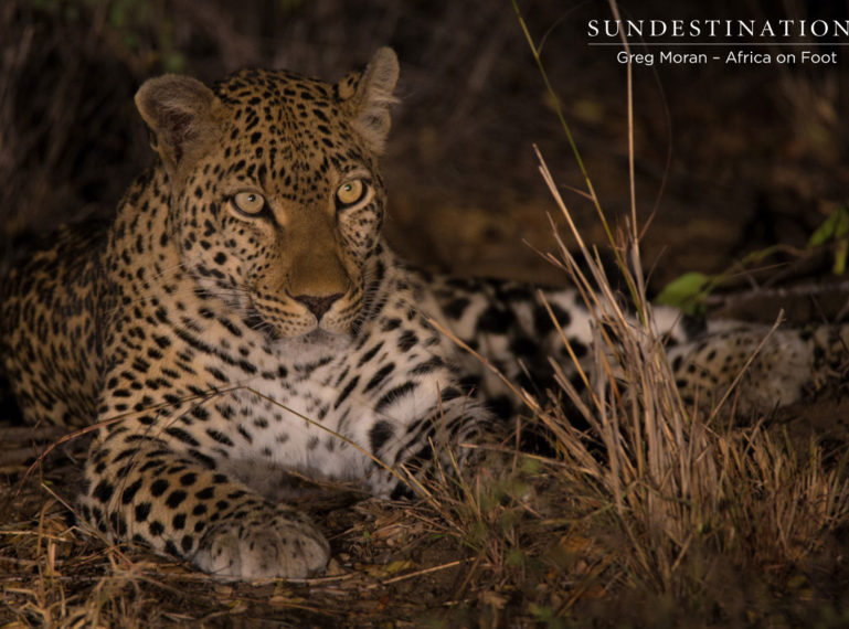 Astounded by Our Daily Leopard Sightings at Klaserie Camps
