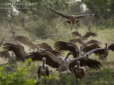 If the hyenas are the clean-up crew of the safari world, then vultures are the grim reapers. When you’re on safari and you see a wake of vultures hovering above an area, you have that foreboding sense of death in the air. Hyenas surround a kill site, waiting in the wings for meaty morsels and bone […]