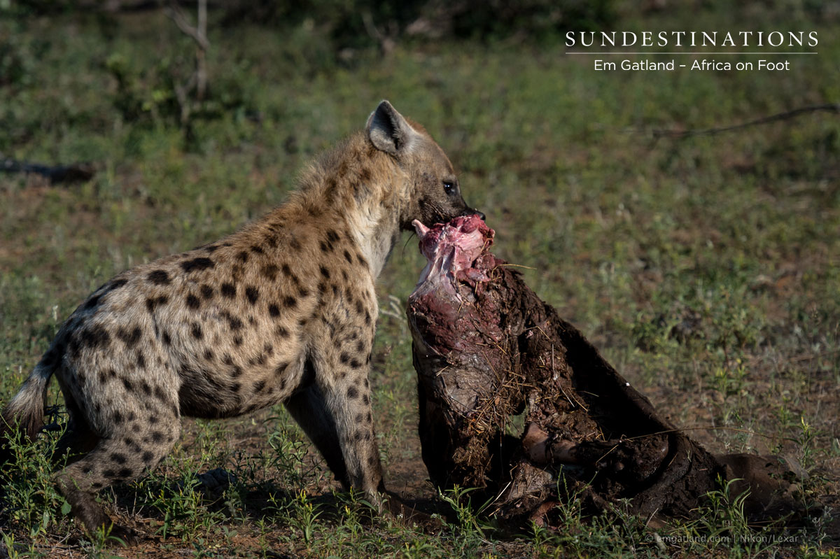 Hyena with Buffalo Carcass