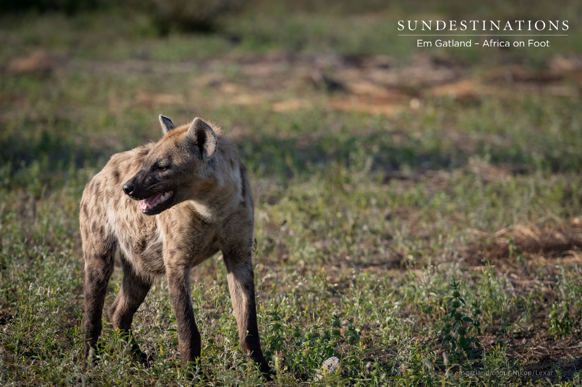 Lone Hyena in Klaserie