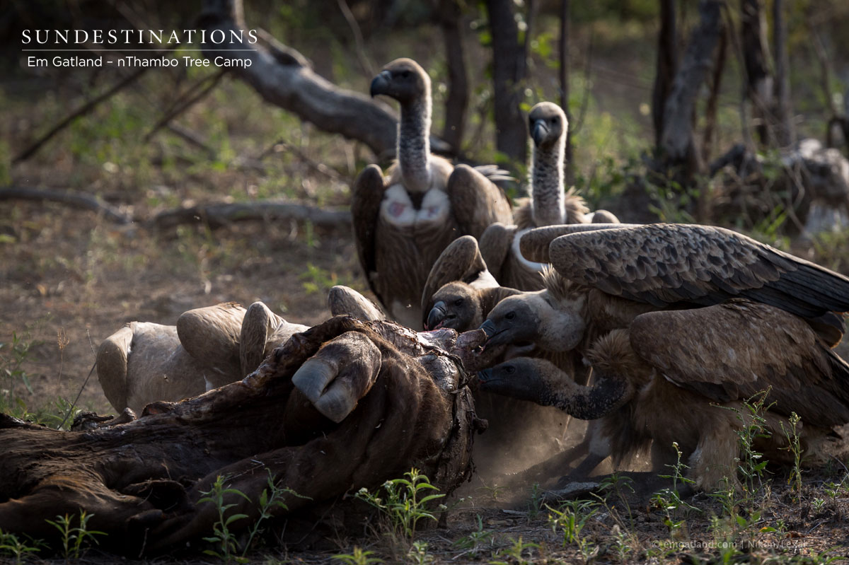 Vultures Feed on Lion's Meal