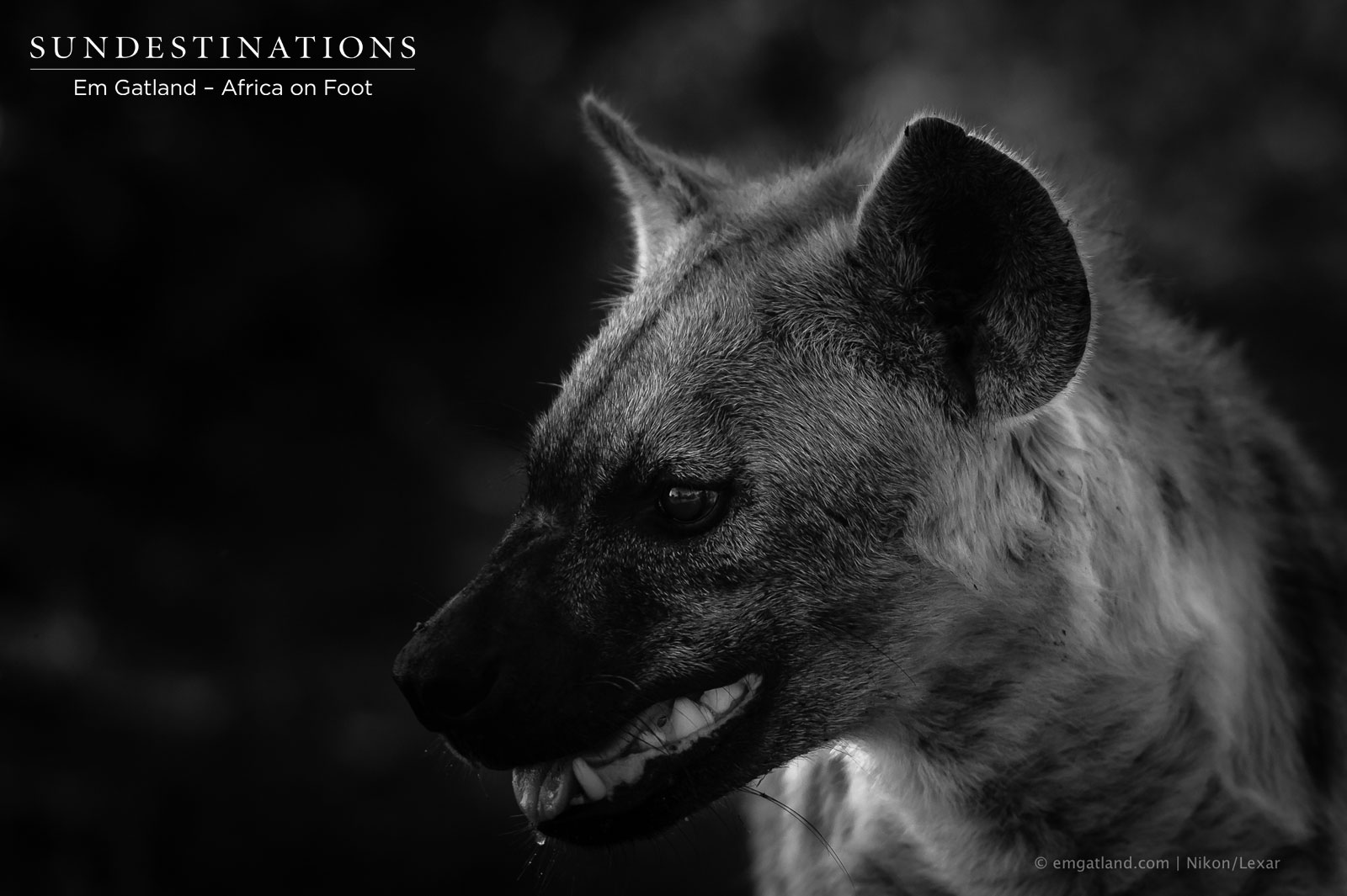 Hyena Klaserie