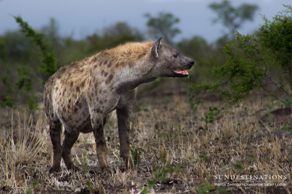 Toothfairy the Hyena