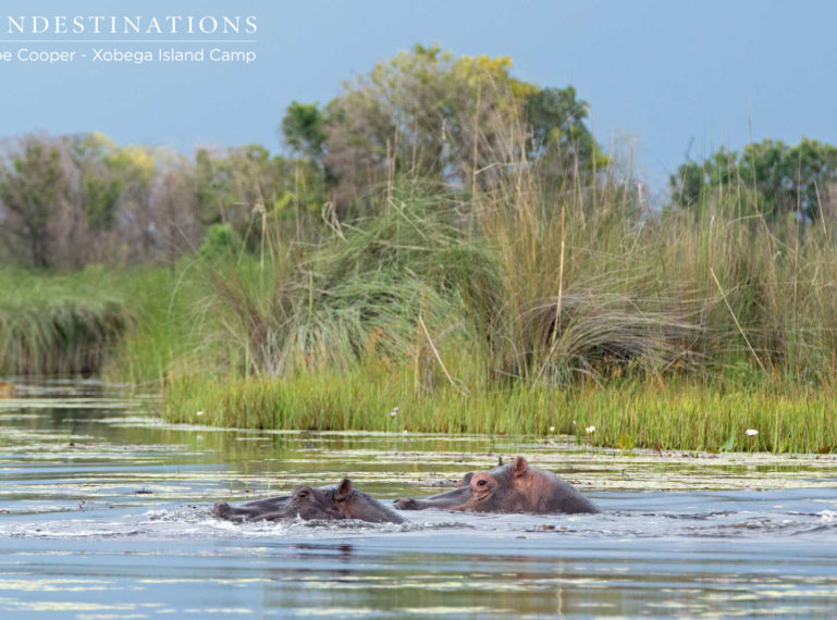 Watching Clumsy Hippos Mate While on a Xobega Boat Cruise