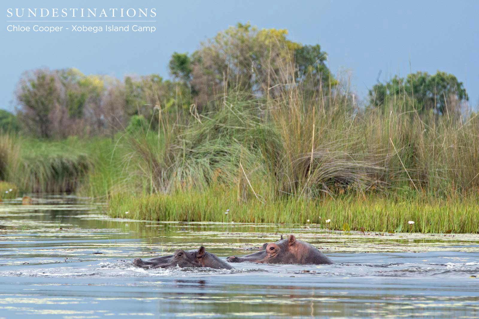 Xobega Island Wildlife