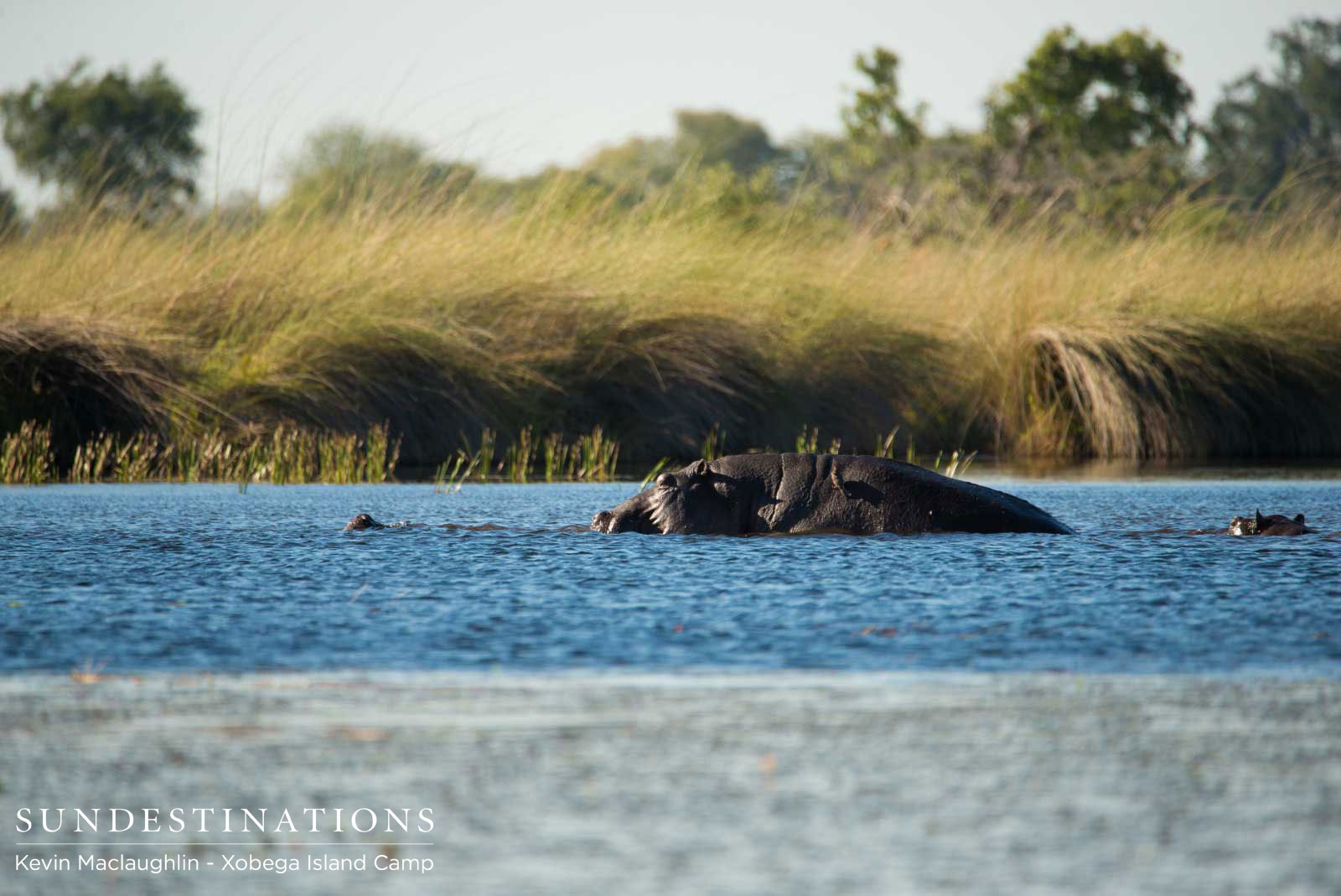 Hippos Mate Xobega